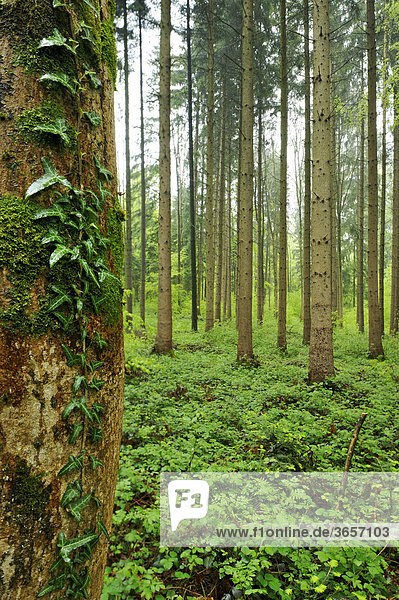 Efeu behangener Baumstamm im Mischwald  Freiamt  Aargau  Schweiz  Europa