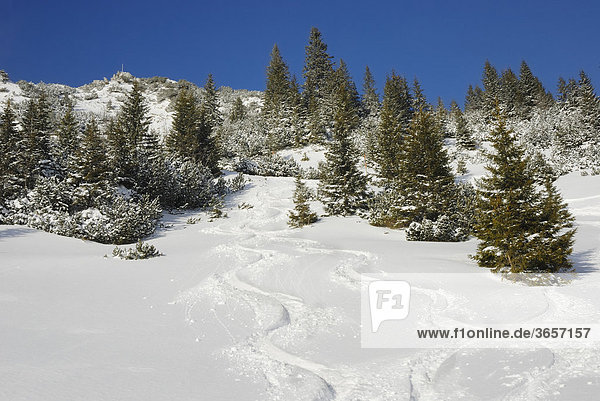Skiabfahrtsspuren in verschneiter Berglandschaft mit Fichten (Picea abies)  Sudelfeld  bayerische Voralpen  Bayern  Deutschland  Europa