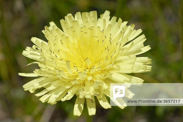 Gelbe Blüte eines Habichtskrauts (Hieracium spec.)