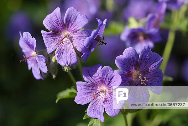 Violette Blüten vom Wiesenstorchenschnabel (Geranium pratense)