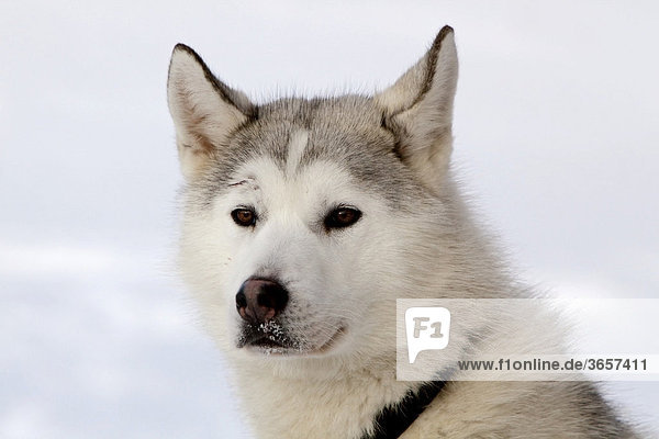 Portrait von einem Schlittenhund  männlicher Siberian Husky  Yukon Territory  Kanada
