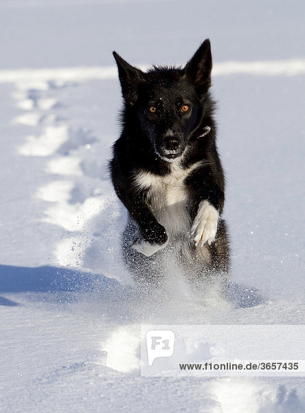 Alaskan Husky  freilaufender Schlittenhund im tiefen Schnee  Yukon Territorium  Kanada