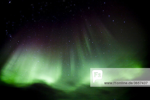 Nordlicht  Polarlicht  grün-violette Aurora Borealis in der Nähe von Whitehorse  Yukon Territory  Kanada