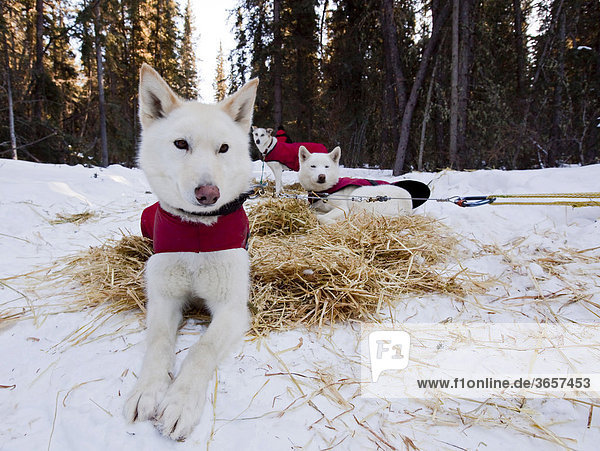 Weisser Schlittenhund mit Hundemantel ruht auf Stroh  stake out cable  Alaskan Husky  Yukon Territory  Kanada