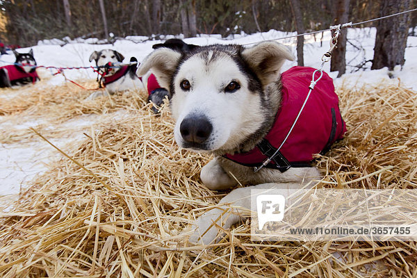 Schlittenhund mit Hundemantel ruht auf Stroh  stake out cable  Alaskan Husky  Yukon Territory  Kanada