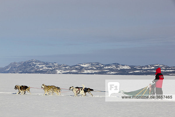 Man  musher running  driving a dog sled  team of sled dogs  Alaskan Huskies  frozen Lake Laberge  Yukon Territory  Canada