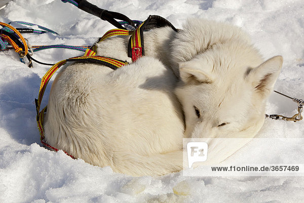 Weißer Schlittenhund mit Zuggeschirr, sich ausruhend, im Schnee