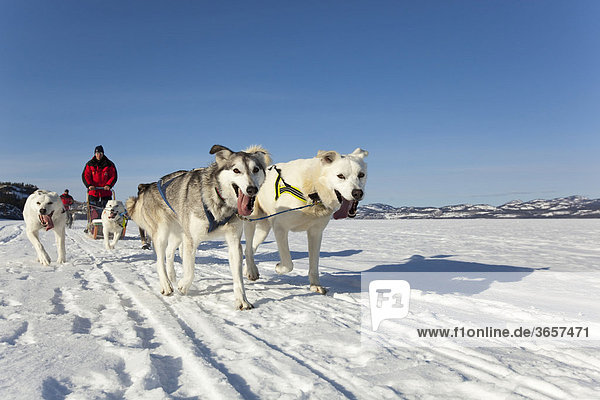 Zwei Leithunde  Mann  Musher mit Schlittenhundegespann  lenkt Hundeschlitten  Team von Schlittenhunden  Alaskan Huskies  gefrorener Lake Laberge See  Yukon Territorium  Kanada