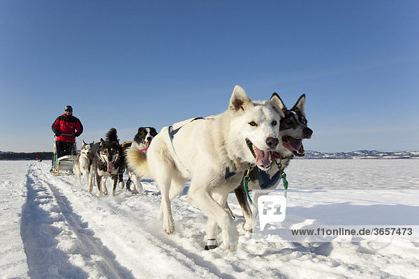 Zwei Leithunde führen ein Schlittenhundegespann mit einem Gespannfahrer  dem sogenannten Musher  und einem Hundeteam von Alaskan Huskies über den zugefrorenen Lake Laberge im Yukon-Gebiet  Kanada