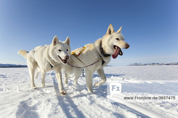 Zwei weiße Leithunde führen ein Hundeschlittengespann von Alaskan Huskies über den zugefrorenen Lake Laberge im Yukon-Gebiet  Kanada