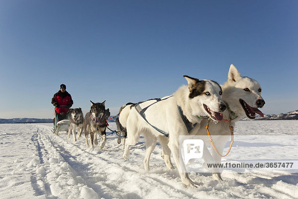 Zwei weiße Leithunde führen ein Hundeschlittengespann von Alaskan Huskies mit einem Gespannführer  dem sogenannten Musher  über den zugefrorenen Lake Laberge im Yukon-Gebiet  Kanada