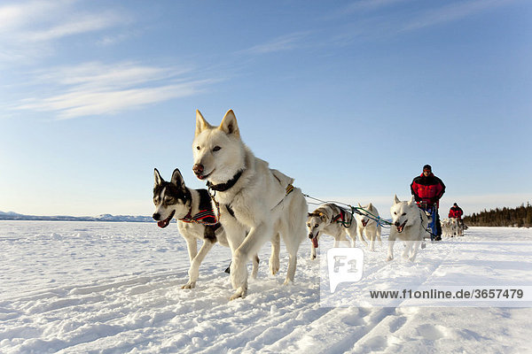 Zwei Leithunde führen ein Hundeschlittengespann von Alaskan Huskies mit einem Gespannführer  dem sogenannten Musher  über den zugefrorenen Lake Laberge im Yukon-Gebiet  Kanada