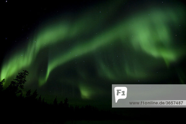 Wirbelnde Polarlichter  Nordlichter  Aurora borealis  grün  bei Whitehorse  Yukon Territorium  Kanada