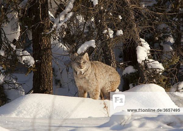 Kanadischer Luchs (Lynx canadensis)  Yukon Territory  Kanada