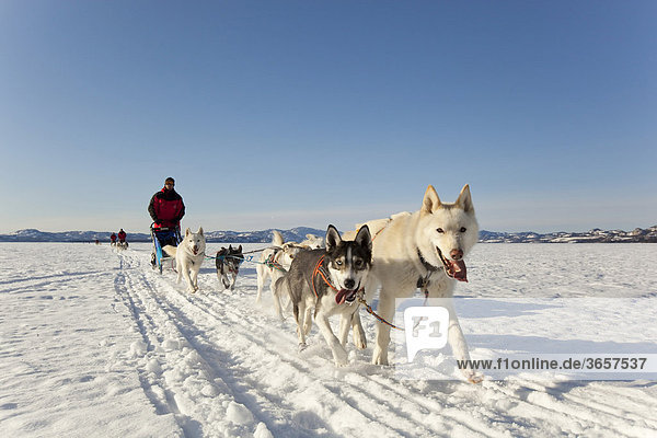 Two leaders  lead dogs  man  musher running  driving a dog sled  team of sled dogs  Alaskan Huskies  frozen Lake Laberge  Yukon Territory  Canada