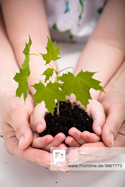 Two pairs of hands holding a seedling