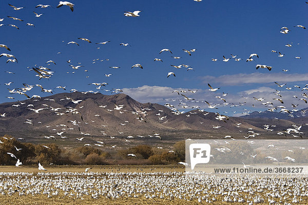 Snow Geese (Anser caerulescens atlanticus  Chen caerulescens) wintering in the Bosque del Apache Wildlife Refuge  New Mexico  North America  USA