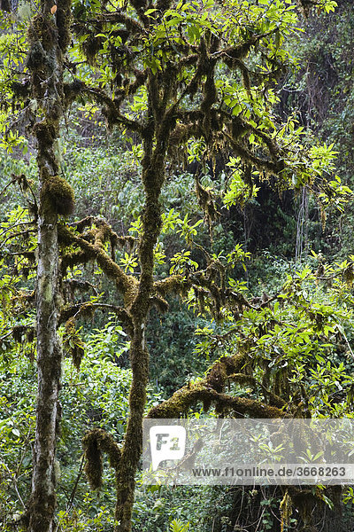 Rainforest at Cerro de la muerte  Costa Rica  Central America