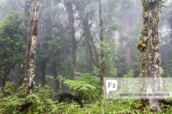 Cloud forest  rainforest at Cerro de la muerte  Costa Rica  Central America