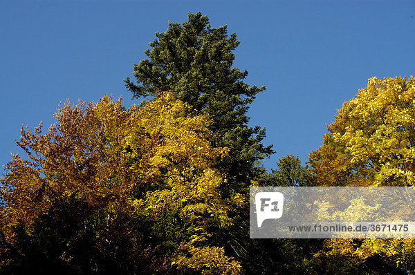 Bäume Fichte Picea abies Bergahorn Acer pseudoplatanus in gelbem Herbstlaub Bayerische Alpen Oberbayern