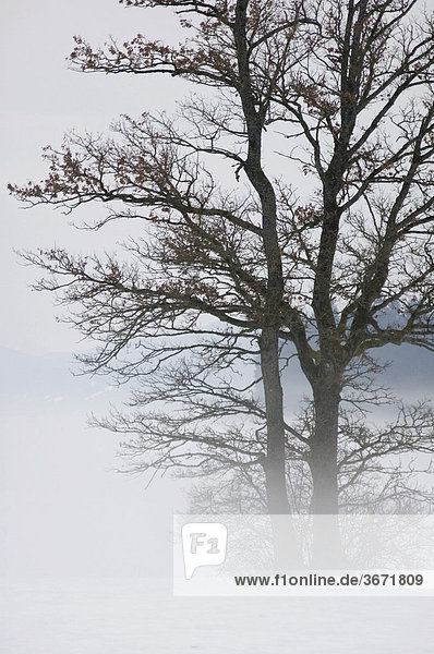 Landscape with trees in fog