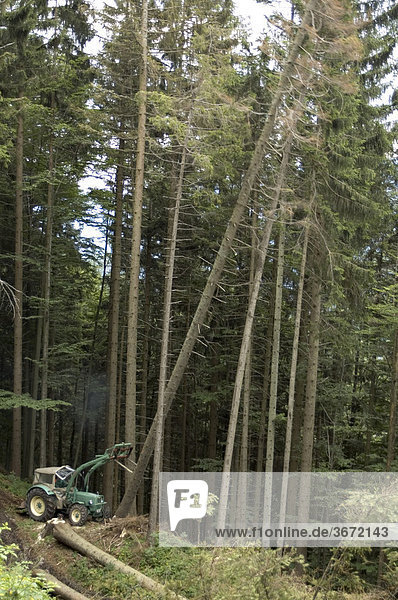 Holzarbeiten im Wald Traktor bei Holzfäller Arbeit kippt Baum um