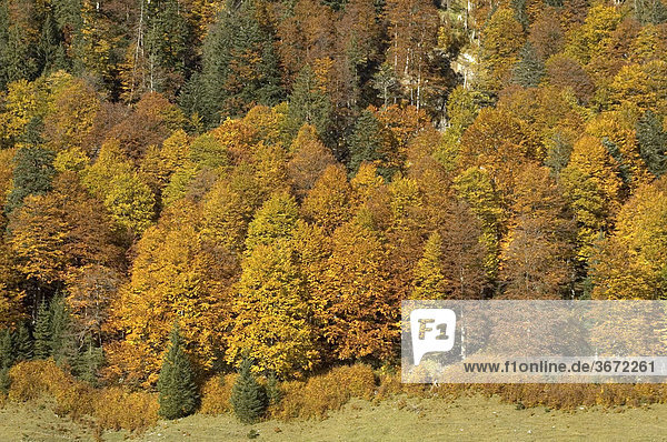In der Eng Rissbachtal Tirol Österreich rot gefärbtes Laub der Herbstbäume Wald