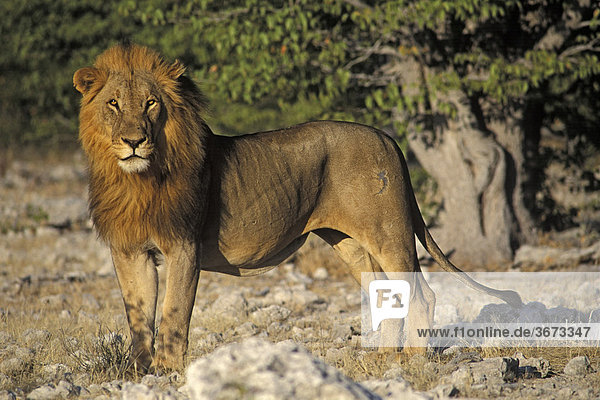 Stehender Löwe ( Panthera leo ) - Etosha Nationalpark - Namibia