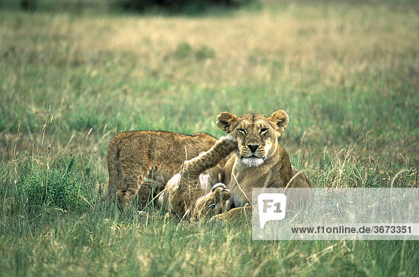 Löwin ( Panthera leo ) spielt mit Jungem - Masai Mara - Kenia