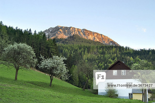 Blooming fruit trees and a farmhouse with a mountain in the last colour of the sunset Lower Austria