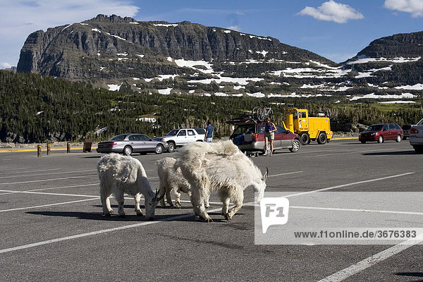 Mountain goats on the parking lot at Logan Pass visitor centre Glacier National park