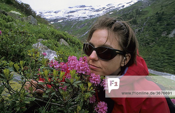 Frau riecht an einem Busch mit Rostblättrigen Alpenrosen Rhododendron ferrugineum Österreich