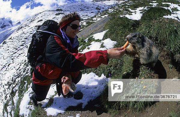 Frau füttert Alpenmurmeltier Marmota marmota mit Möhren in Saas Fee Schweiz