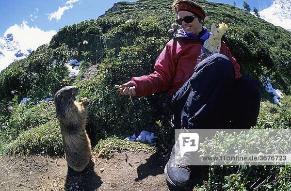 Frau füttert Alpenmurmeltier Marmota marmota mit Erdnüssen in Saas Fee Schweiz