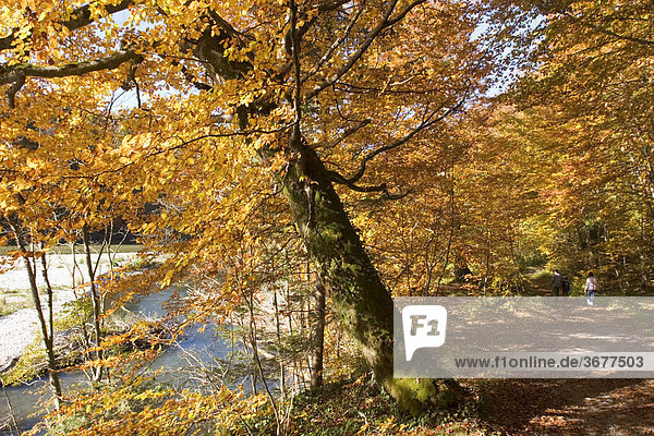 Herbstlicher Waldweg am Isarufer bei Straßlach - Rotbuchen - Oberbayern