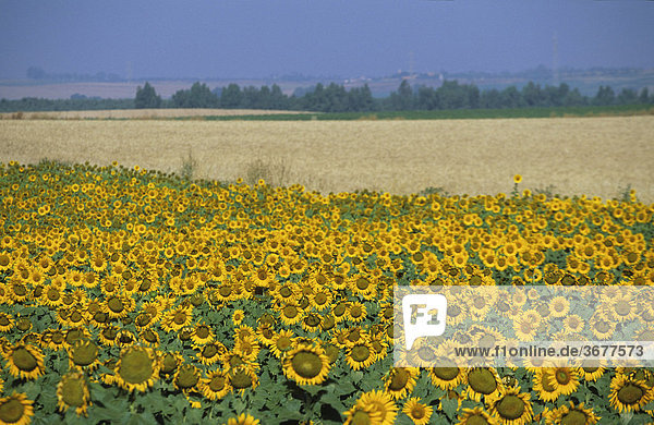 Sunflowers in Andalusia Spain