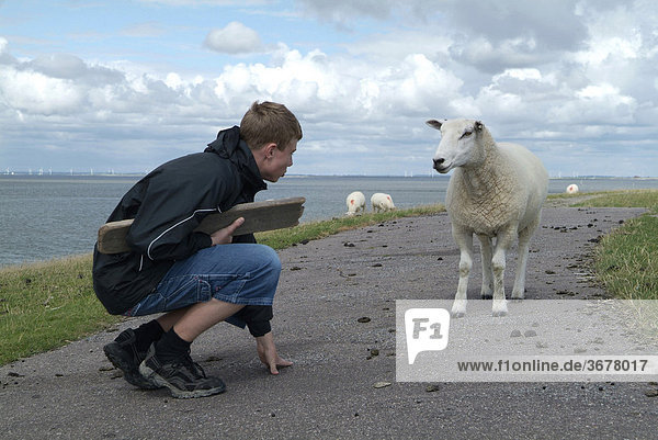 Schafe auf der nordseeinsel nordstrand