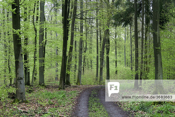 Waldweg durch einen Buchenwald im Frühling zur Zeit des Blattaustriebes