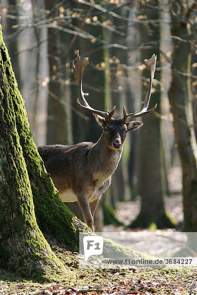 Fallow deer is looking out of the forest