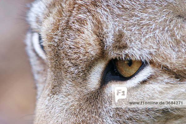 Eyes of a european lynx (Lynx lynx)  captive
