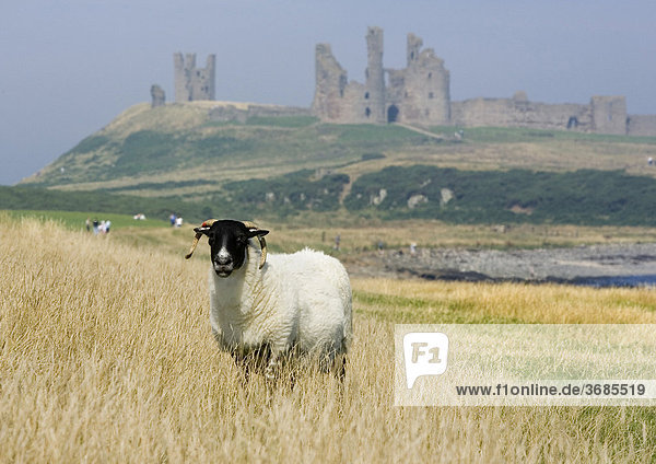 Craster  GBR  18. Aug. 2005 - A sheep in front of the ruin of Dunstanburgh Castle nearby Craster in Norththumberland