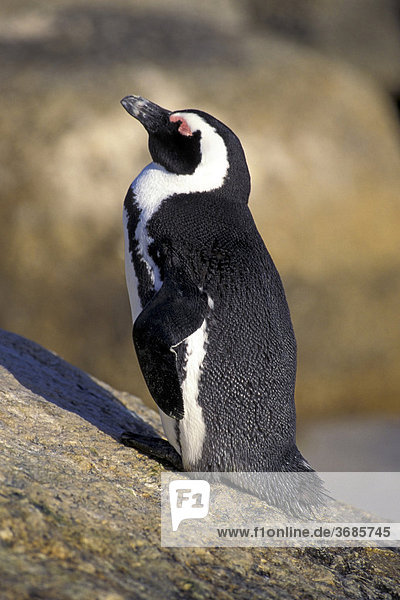 Pinguin geniesst die Sonne