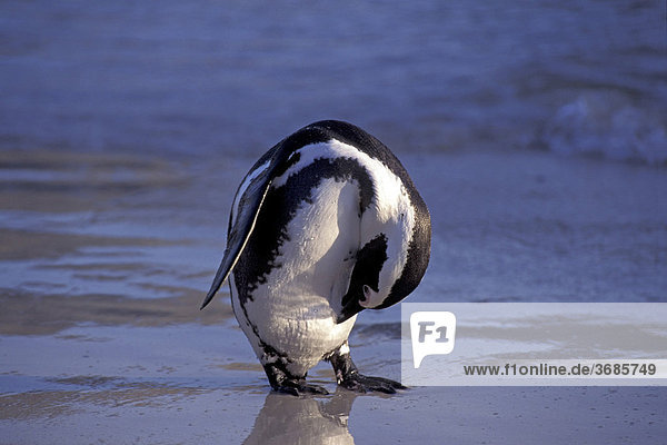Pinguin am Boulders Beach in Simonstown verneigt sich Suedafrika