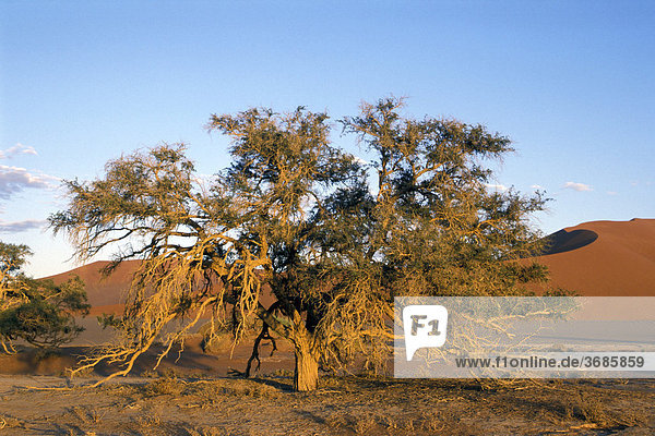 Baum im Morgenlicht in Sossus Vlei Namibia