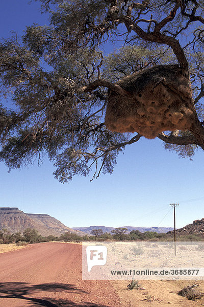 Nest von Webervoegeln Namibia