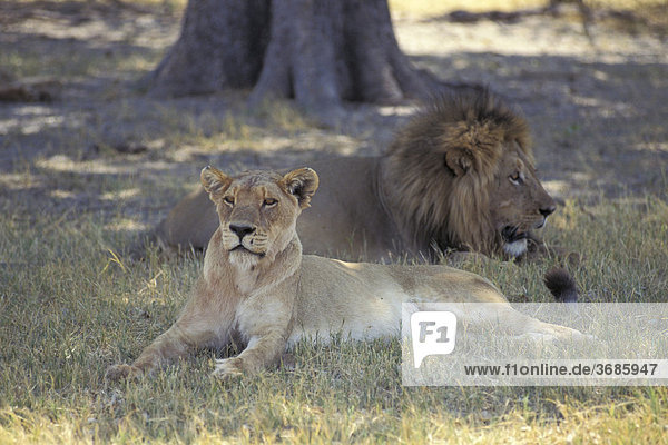Loewenpaar Löwenpaar Suedafrika