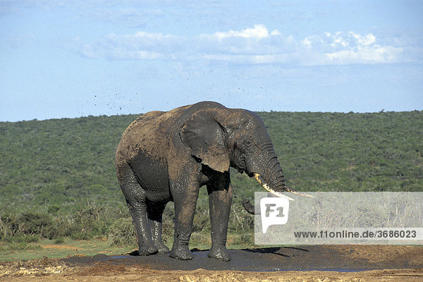 Elefantenbulle im Schlamm Addo Elefant Park Suedafrika