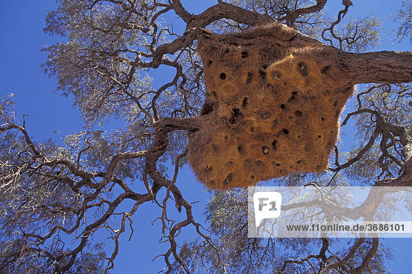Nest im Baum Webervoegel Namibia