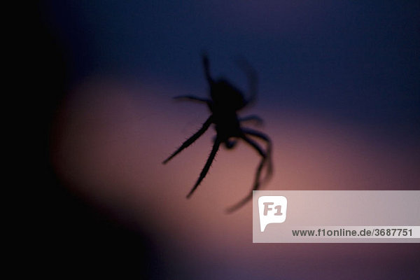 Silhouette einer Spinne in der Dämmerung