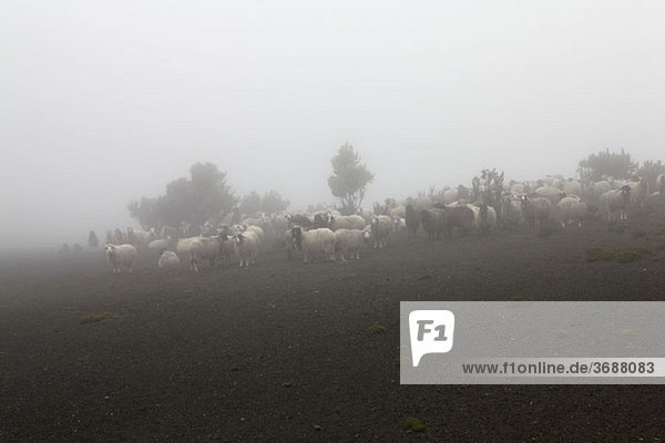 Schafe im Nebelfeld